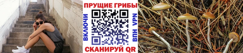 MEGA зеркало  Алексеевка  Псилоцибиновые грибы Cubensis  наркошоп 