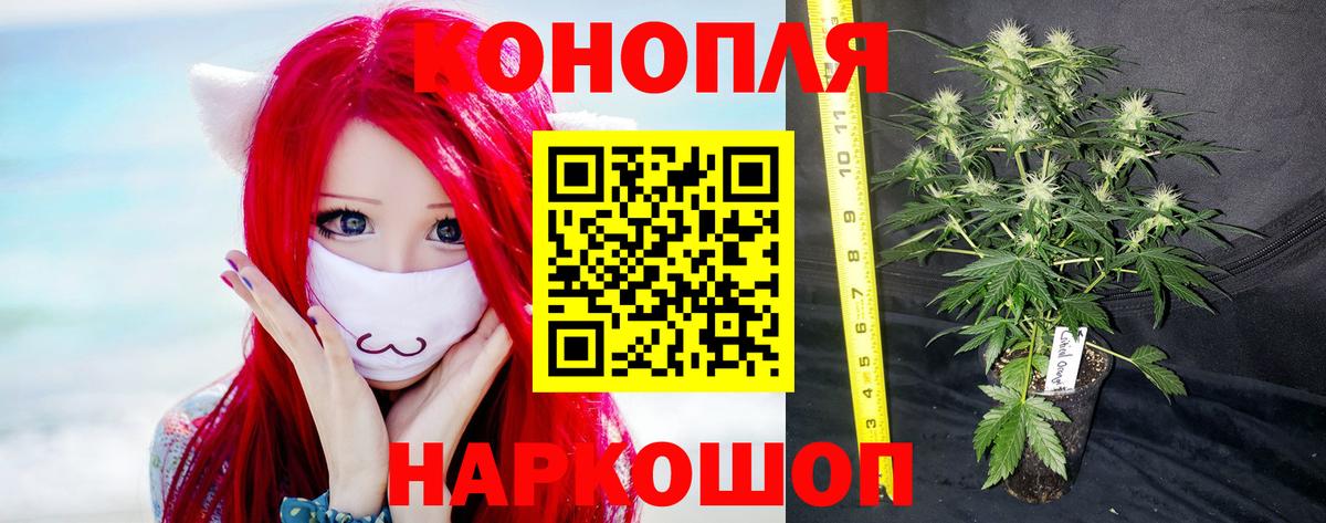 Бошки Шишки план Алексеевка